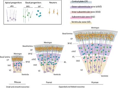 The Ferret as a Model System for Neocortex Development and Evolution